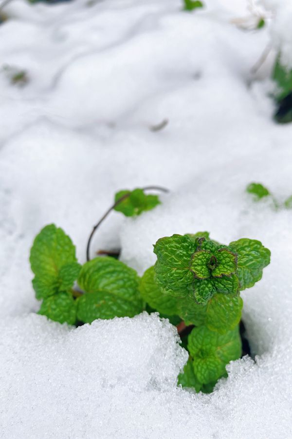 3《春》（作者：艺术学院 邢淑霞） 