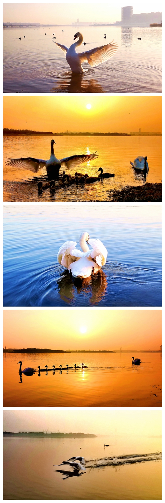 1《天鹅》组图（作者：体育部 高丽）