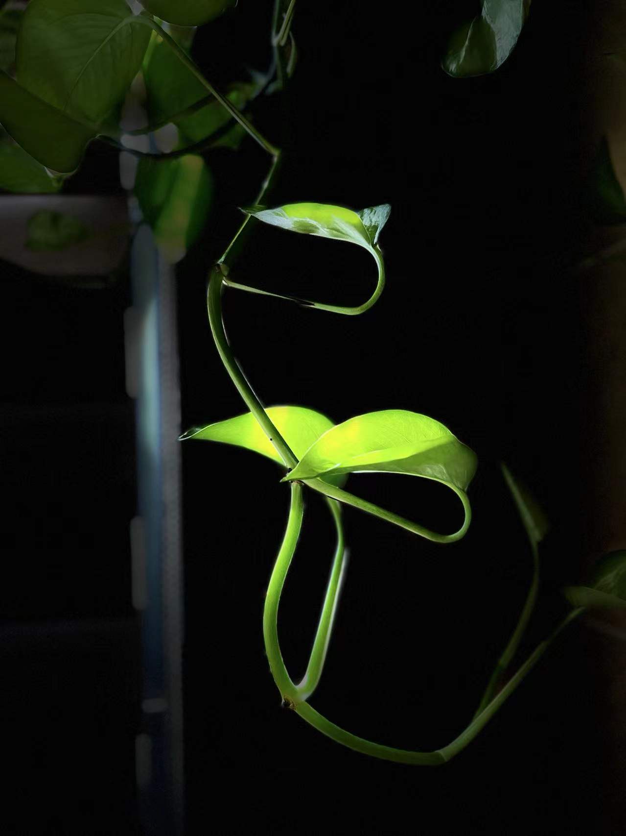 2《生命之光》（作者：离退处 聂莉）